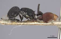 Image of Pogonomyrmex catanlilensis Gallardo 1931