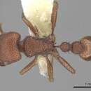 Image of Pogonomyrmex abdominalis Santschi 1929