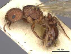 Pogonomyrmex abdominalis Santschi 1929的圖片