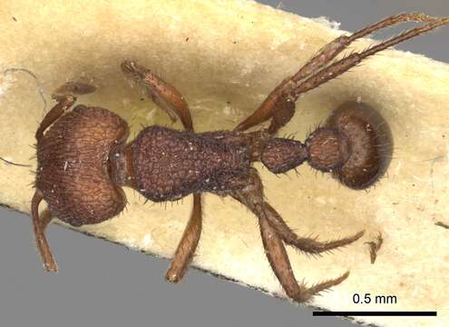 Image of Pogonomyrmex abdominalis Santschi 1929