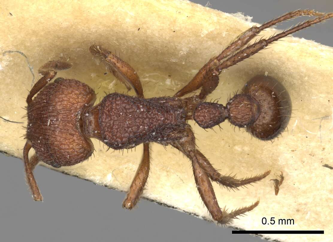 Pogonomyrmex abdominalis Santschi 1929的圖片