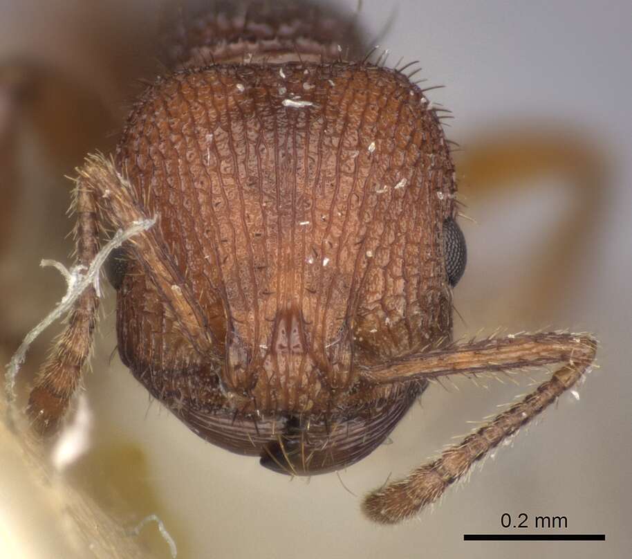 Image of Pogonomyrmex abdominalis Santschi 1929