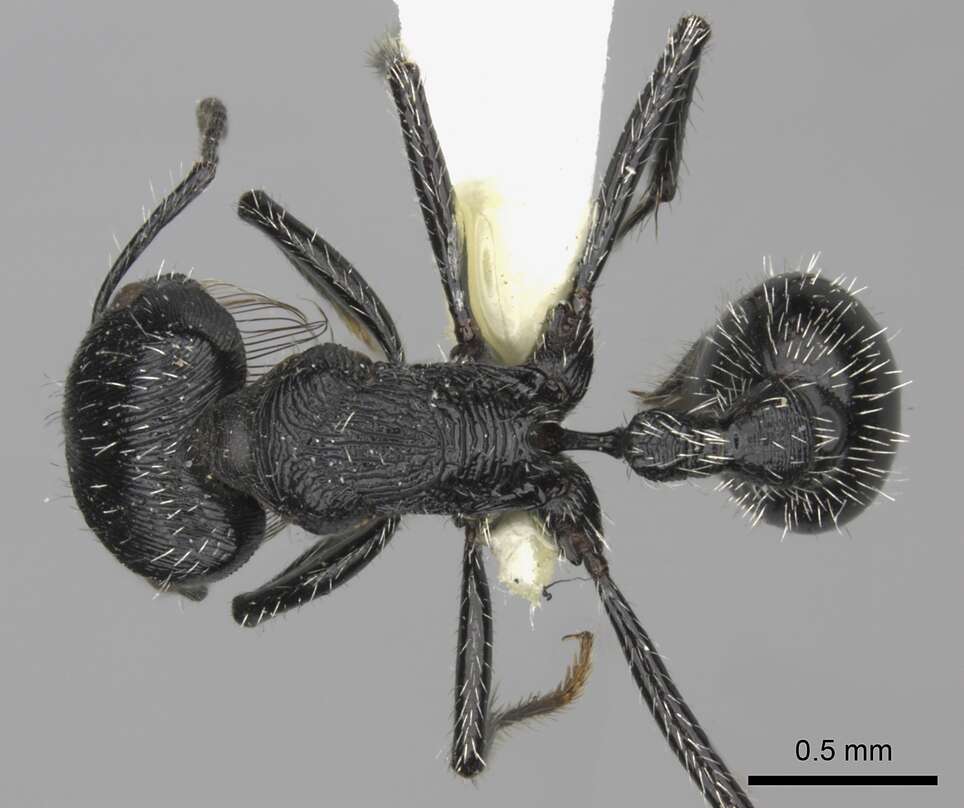 Plancia ëd <i>Pogonomyrmex tinogasta</i>