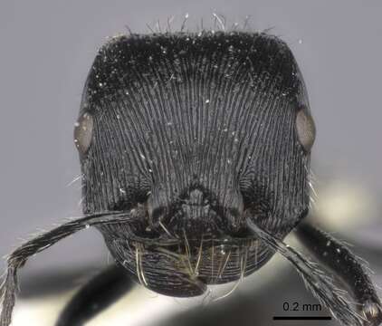 Image of <i>Pogonomyrmex tinogasta</i>