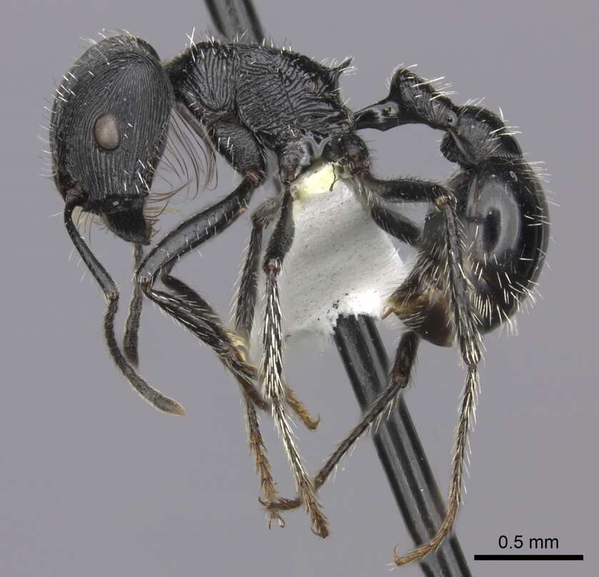 Plancia ëd <i>Pogonomyrmex tinogasta</i>