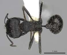 Image of <i>Pogonomyrmex tinogasta</i>