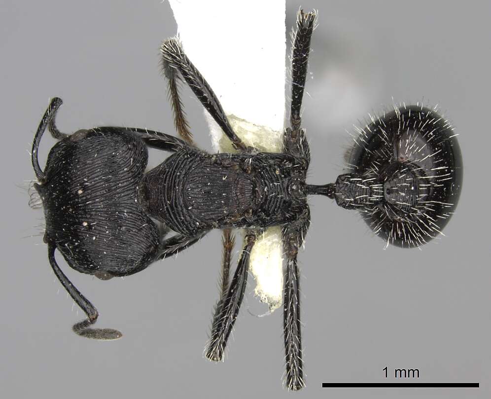 Plancia ëd <i>Pogonomyrmex tinogasta</i>