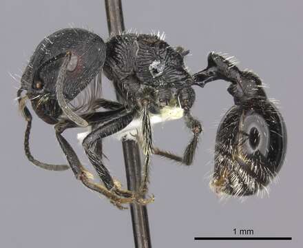 Plancia ëd <i>Pogonomyrmex tinogasta</i>