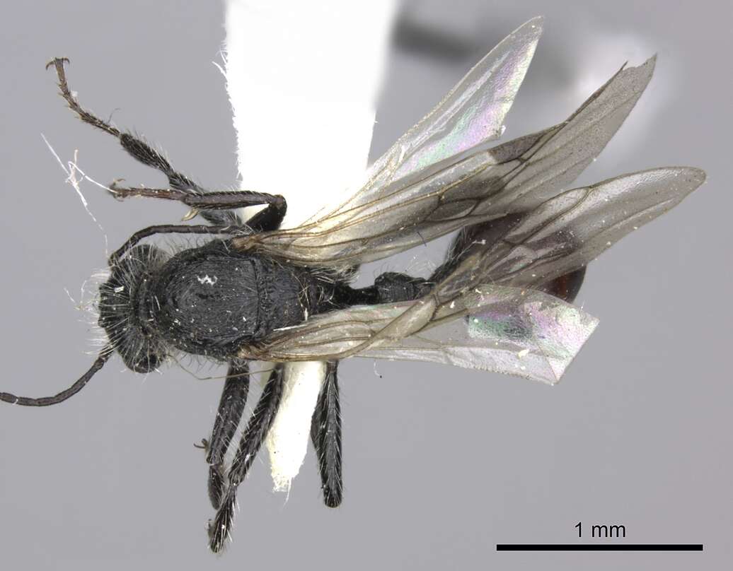 Image of Pogonomyrmex carbonarius Mayr 1868