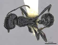 Image of Pogonomyrmex atratus Santschi 1922