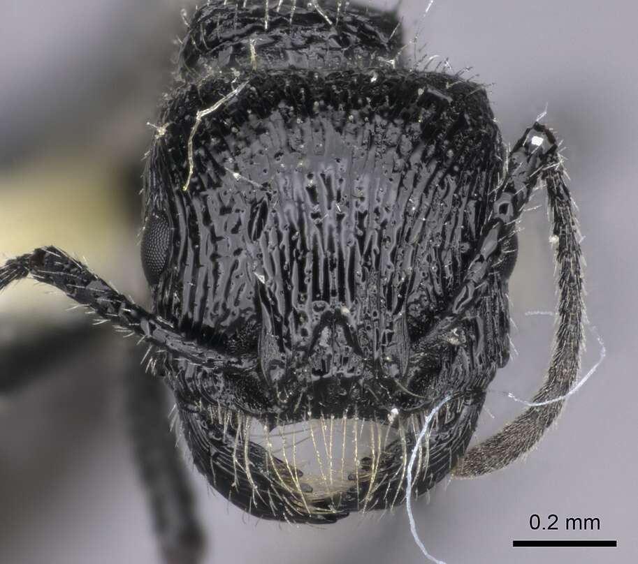 Image of Pogonomyrmex atratus Santschi 1922