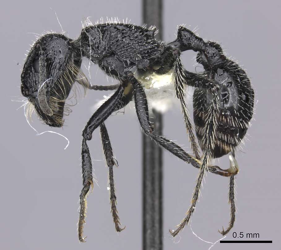 Image of Pogonomyrmex atratus Santschi 1922