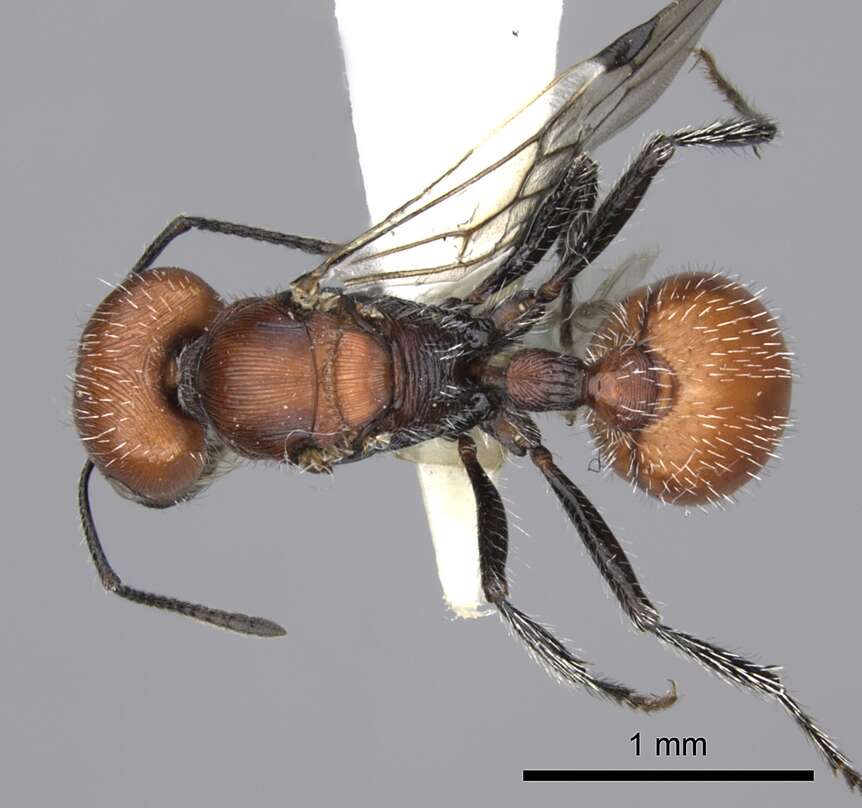 Pogonomyrmex rastratus Mayr 1868 resmi