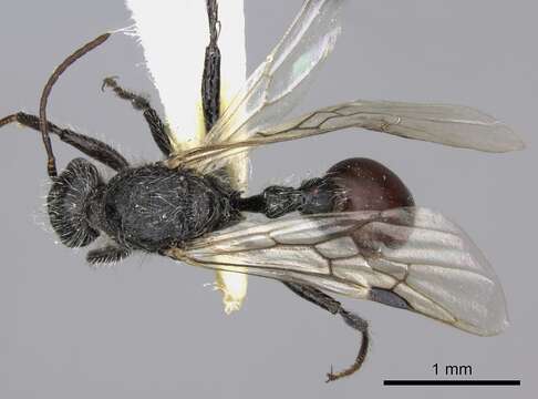 Image of Pogonomyrmex carbonarius Mayr 1868