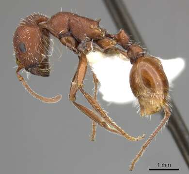 Image of Western Harvester Ant