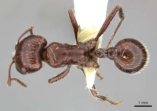 Image of Harvester Ants