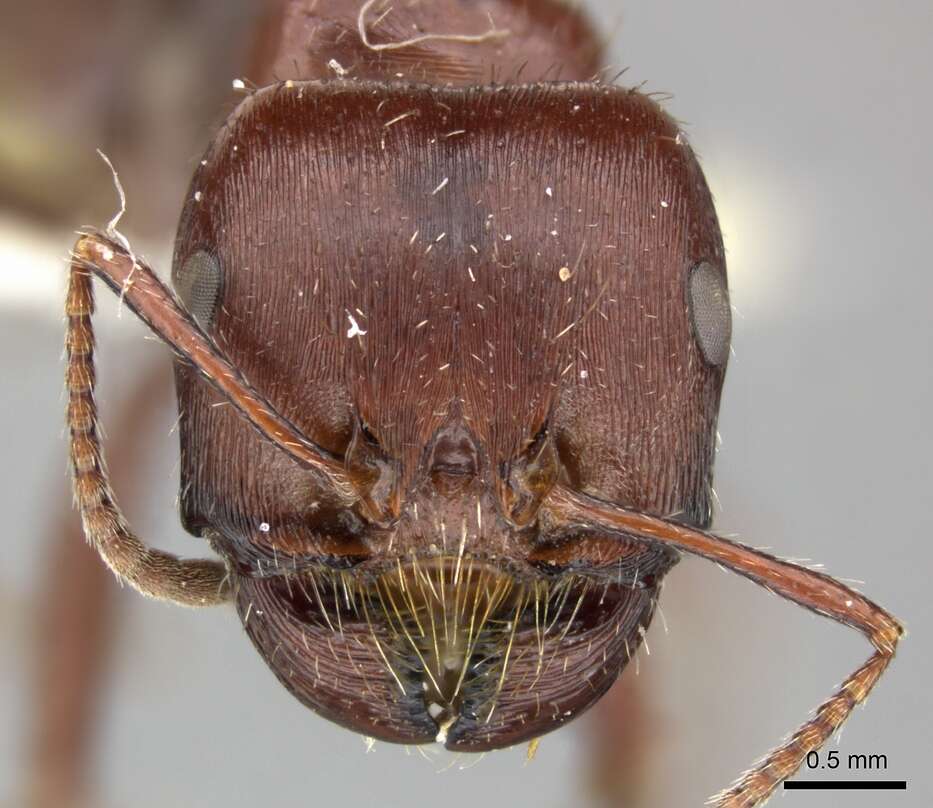 Image of Harvester Ants