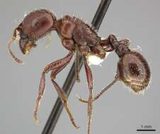 Image of Harvester Ants