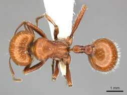 صورة Pogonomyrmex tenuispinus Forel 1914