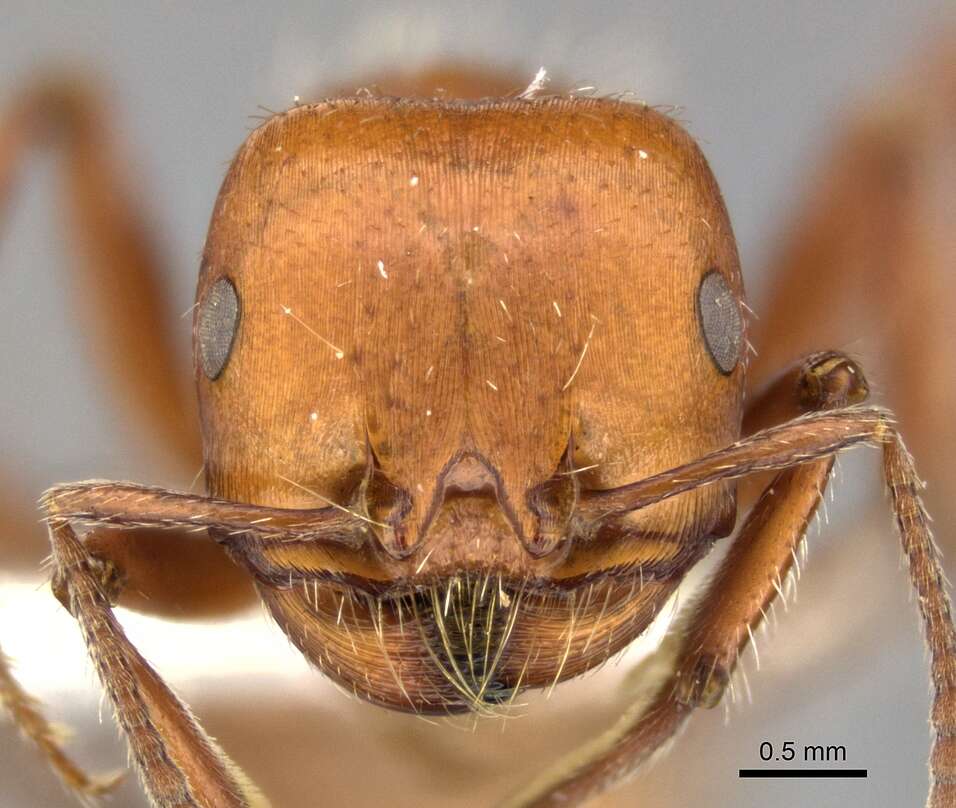 صورة Pogonomyrmex tenuispinus Forel 1914