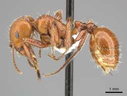 صورة Pogonomyrmex tenuispinus Forel 1914