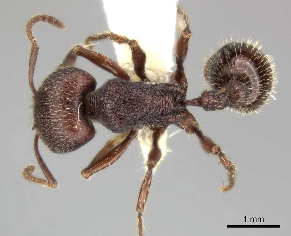 Слика од Pogonomyrmex guatemaltecus Wheeler 1914