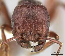 Слика од Pogonomyrmex guatemaltecus Wheeler 1914