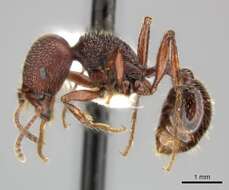 Слика од Pogonomyrmex guatemaltecus Wheeler 1914