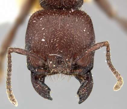 Imagem de <i>Pogonomyrmex humerotumidus</i>