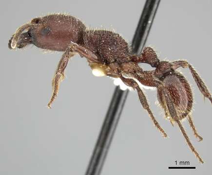 Imagem de <i>Pogonomyrmex humerotumidus</i>