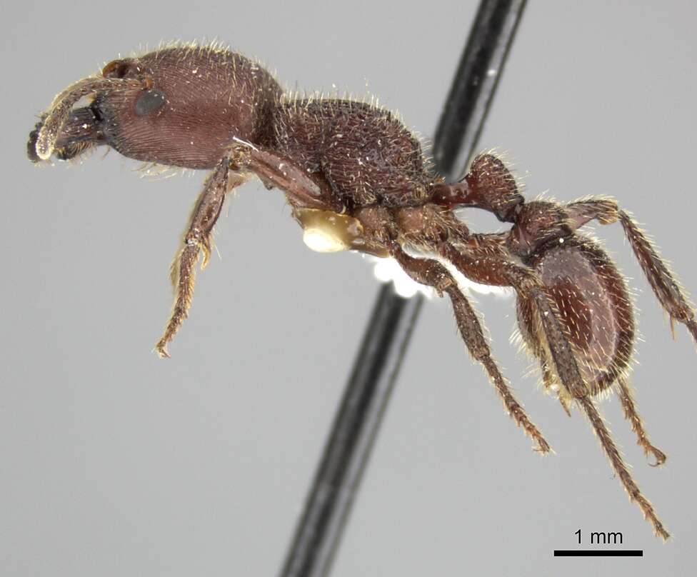 Слика од <i>Pogonomyrmex humerotumidus</i>