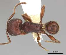 Image of Pogonomyrmex imberbiculus Wheeler 1902