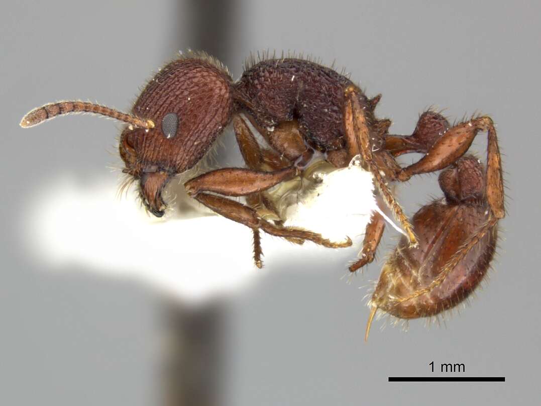 Image of Pogonomyrmex imberbiculus Wheeler 1902