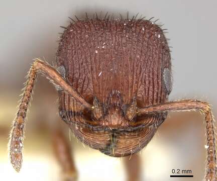 Image of Pogonomyrmex pima Wheeler 1909