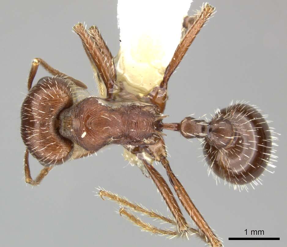 Image de Pogonomyrmex subnitidus Emery 1895