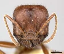 Image de Pogonomyrmex subnitidus Emery 1895