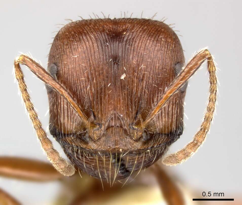 Image de Pogonomyrmex subnitidus Emery 1895