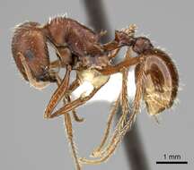 Image de Pogonomyrmex subnitidus Emery 1895