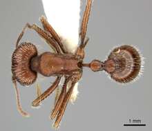 Image de Pogonomyrmex subnitidus Emery 1895