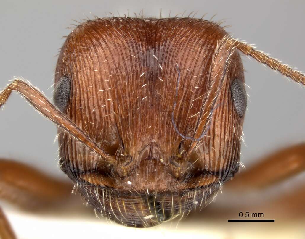 Plancia ëd Pogonomyrmex subnitidus Emery 1895