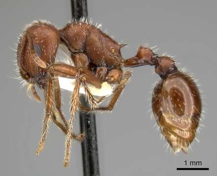 Plancia ëd Pogonomyrmex subnitidus Emery 1895