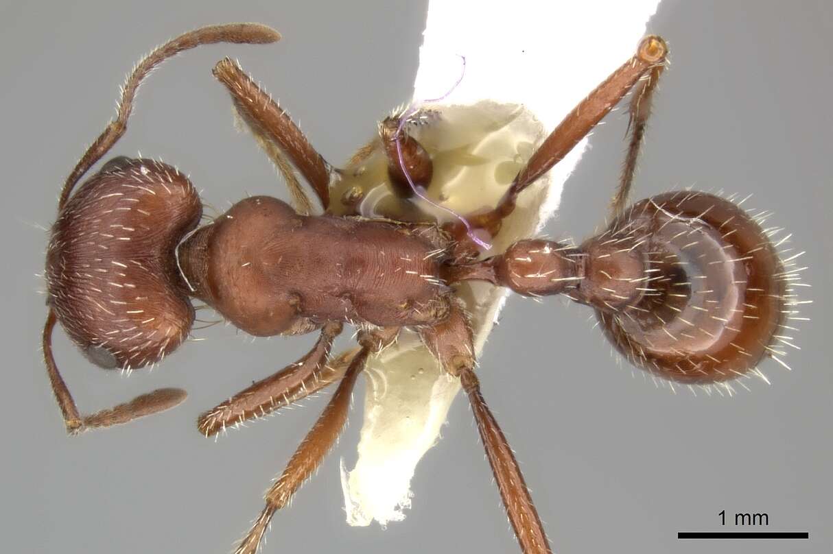 Image of Maricopa Harvester Ant