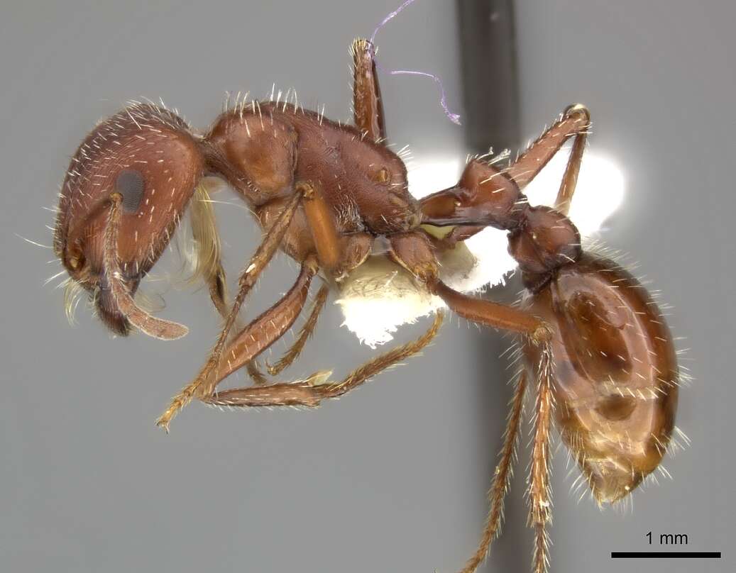 Image of Maricopa Harvester Ant