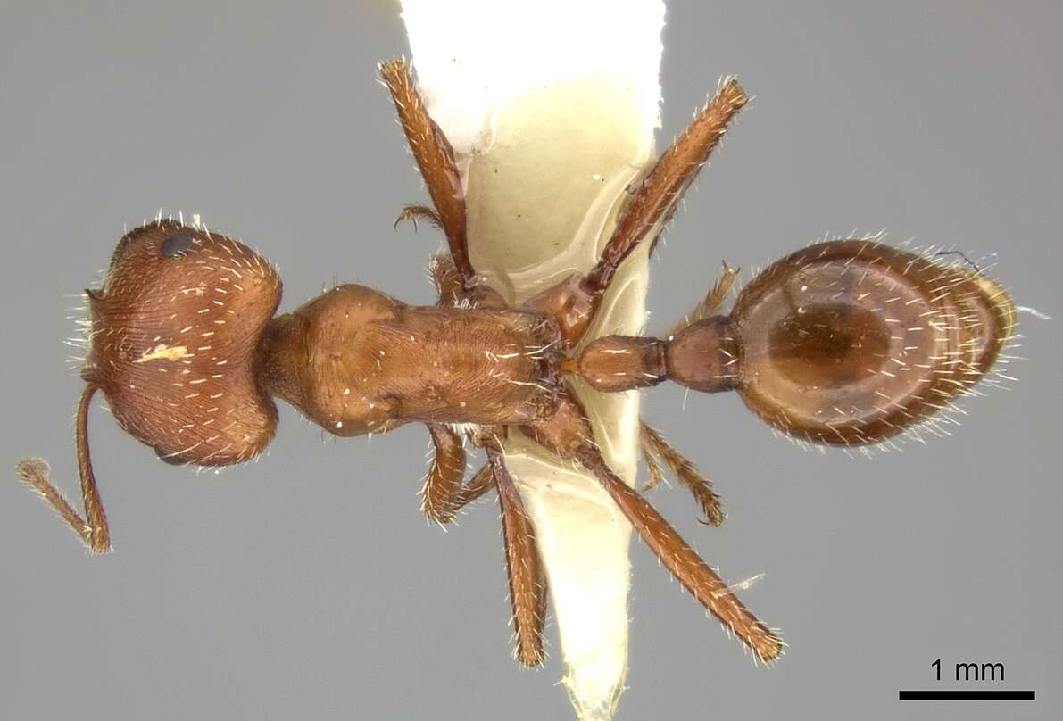 Image of Maricopa Harvester Ant