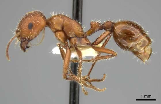 Image of Maricopa Harvester Ant