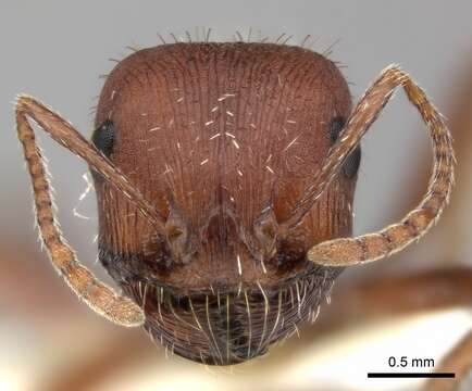 Image of Pogonomyrmex montanus MacKay 1980