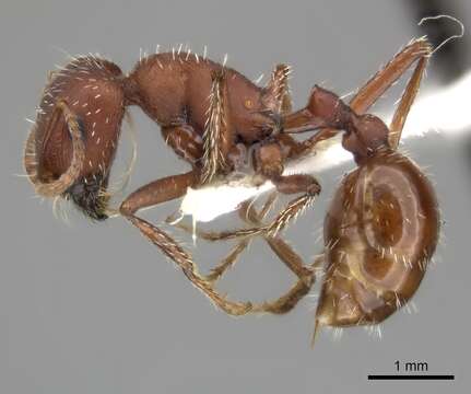 Image of Pogonomyrmex montanus MacKay 1980