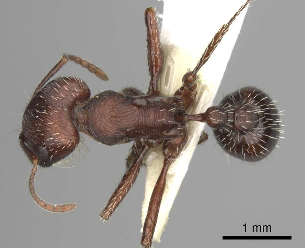 Слика од Pogonomyrmex subdentatus Mayr 1870