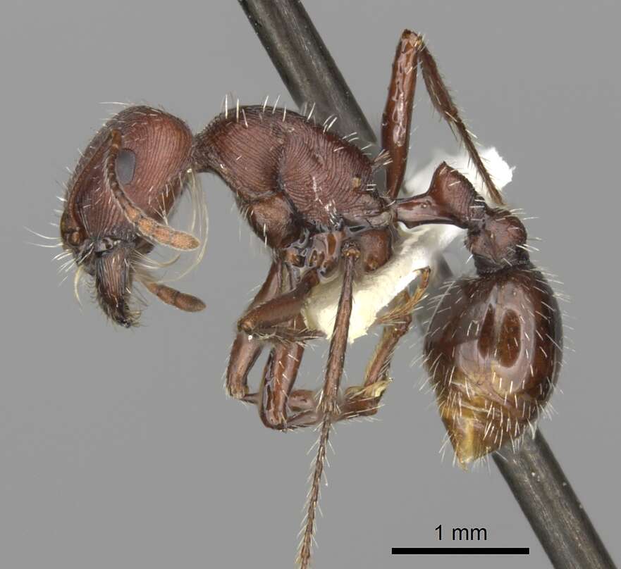 Слика од Pogonomyrmex subdentatus Mayr 1870