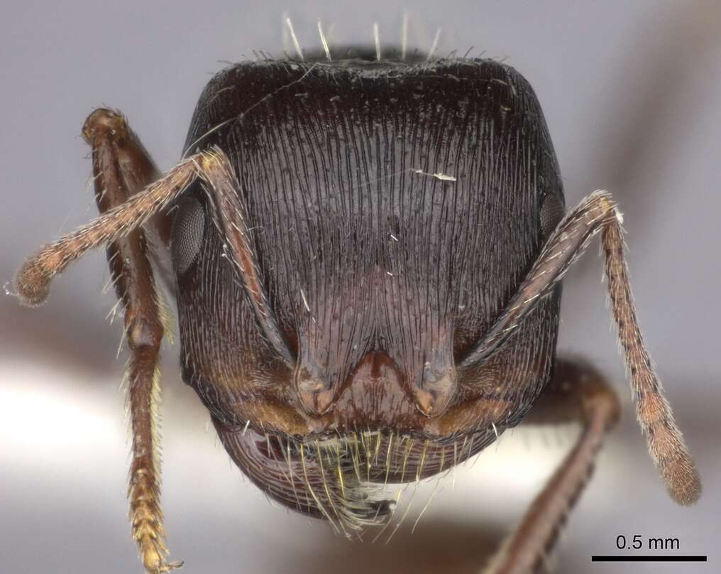 Image de Pogonomyrmex rugosus Emery 1895